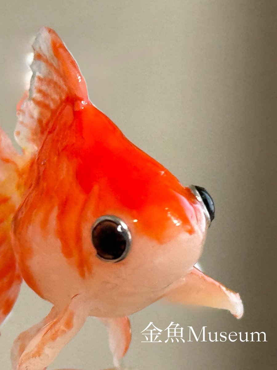 金魚ページ 目だけでフォロワーさんを惚れさせる 少しサイズの大きい金魚ちゃんは