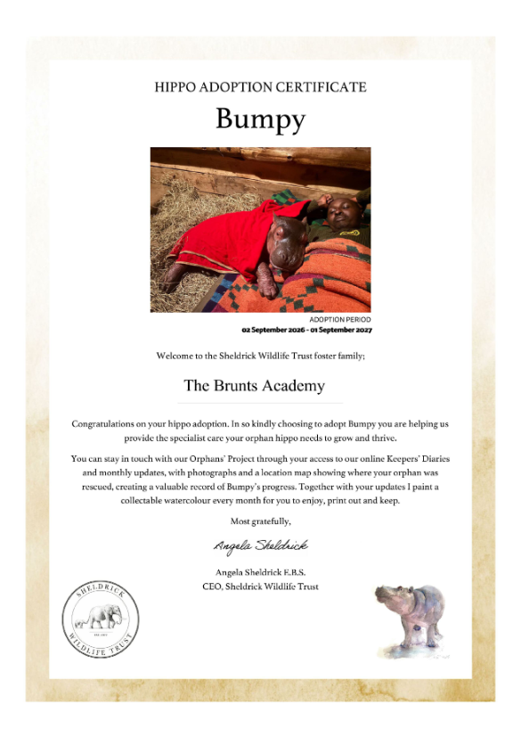 BruntsAcademy's tweet photo. On culture day we talked to students about the work @SheldrickTrust does in Kenya. We then voted for an orphan to adopt for the year- meet Bumpy the orphan hippo that we will be helping to support next academic year. There will be regular update about Bumpy's progress https://t.co/SHlxI6nMBJ