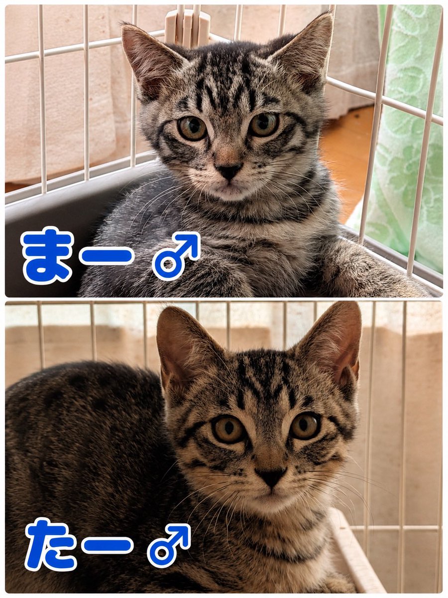 8rjXhLaRHFwK9l2's tweet photo. #里親募集 #拡散希望
断脚手術をした2匹がもうじき退院するんだけど、里親や預かりさん募集に対して反応ゼロ😭(1匹はののさんが預かり🙇‍♀️)
子猫達の里親希望もない😿ウイルス検査陰性！
関東地方でこの子達の家族になって下さる方、DMお待ちしてます🙇‍♀️(譲渡条件有)

匿名様 猫達にご飯をありがとう😭 https://t.co/ZCRpF0ajDr