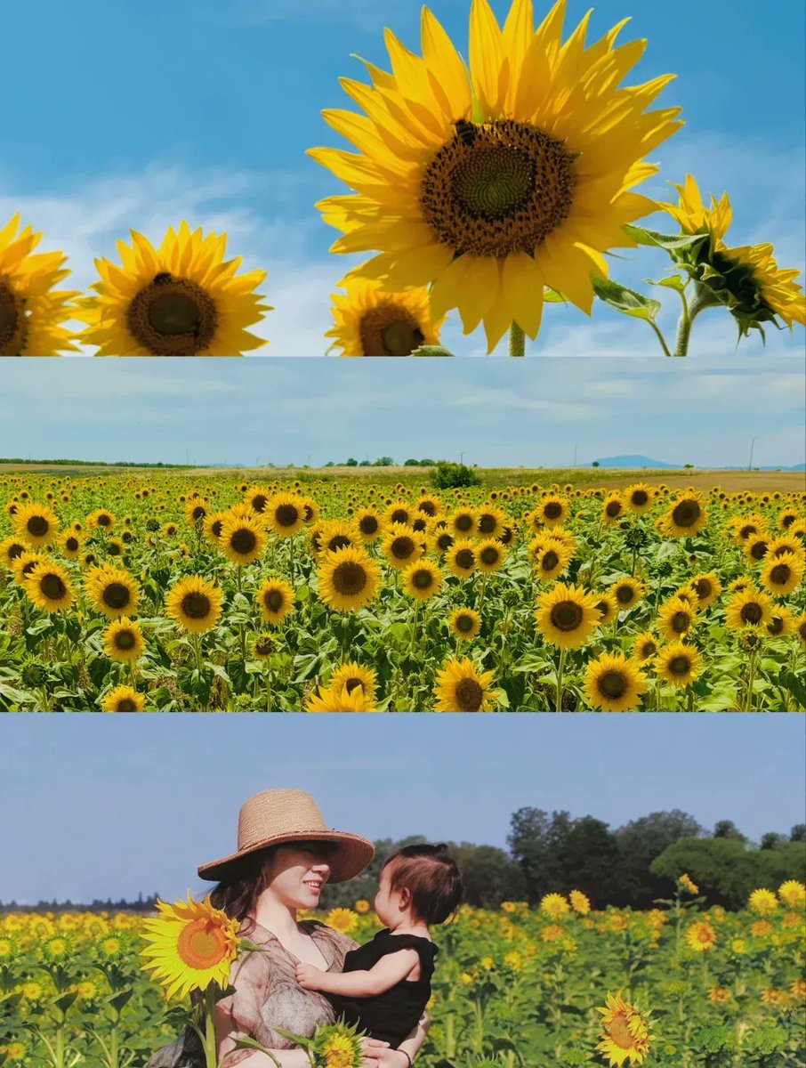 RahafMamia's tweet photo. Spent the morning chasing wild sunflowers in Provence—golden fields stretching to the horizon, breeze carrying honeyed scents, this is the unscripted joy I came for. https://t.co/mSyGKAgsnx