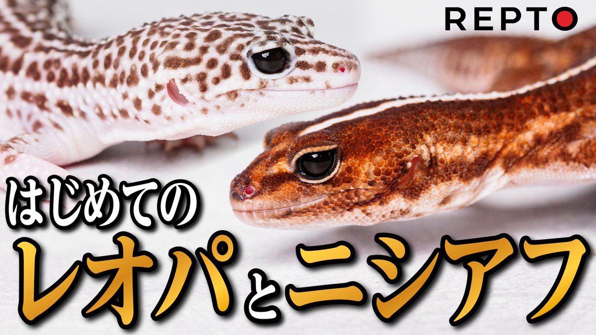 reptilestokyo_a tweet picture