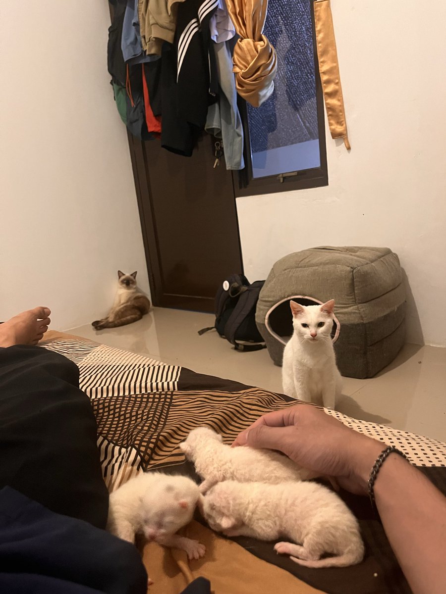 telllmeway's tweet photo. anjir ini mksdnya gue disuruh gantian ngasuh ??? https://t.co/gyZrxHySsr