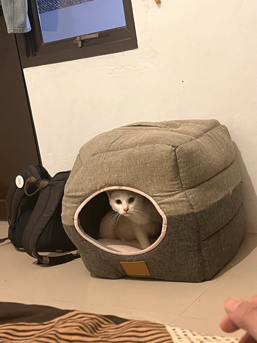 telllmeway's tweet photo. anjir ini mksdnya gue disuruh gantian ngasuh ??? https://t.co/gyZrxHySsr