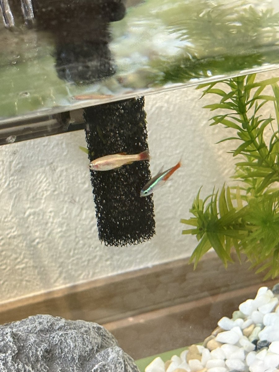 MatsuriK's tweet photo. そういえばお魚お迎えしたんだけども、ハマりそうでマズイ。 https://t.co/xnduOWd8xr