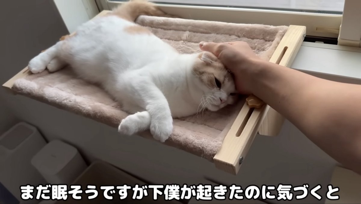 PkWi6's tweet photo. 窓に張りついていた虫を捕まえられない(外にいるので)もちくん回です。
虫っぽいですが、ピクリとも動かず本当の虫かわかりません。このネタも何回目でしょうか。都合よく虫が窓についてくれますね #もちまる日記 https://t.co/lFL3eIby22