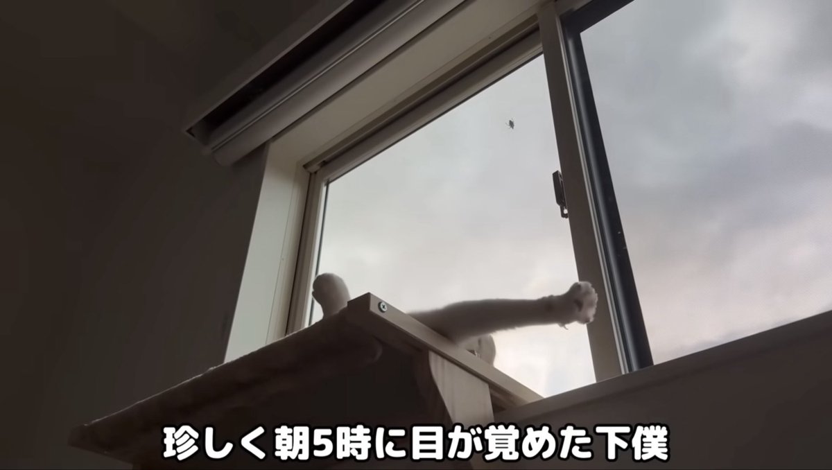 PkWi6's tweet photo. 窓に張りついていた虫を捕まえられない(外にいるので)もちくん回です。
虫っぽいですが、ピクリとも動かず本当の虫かわかりません。このネタも何回目でしょうか。都合よく虫が窓についてくれますね #もちまる日記 https://t.co/lFL3eIby22