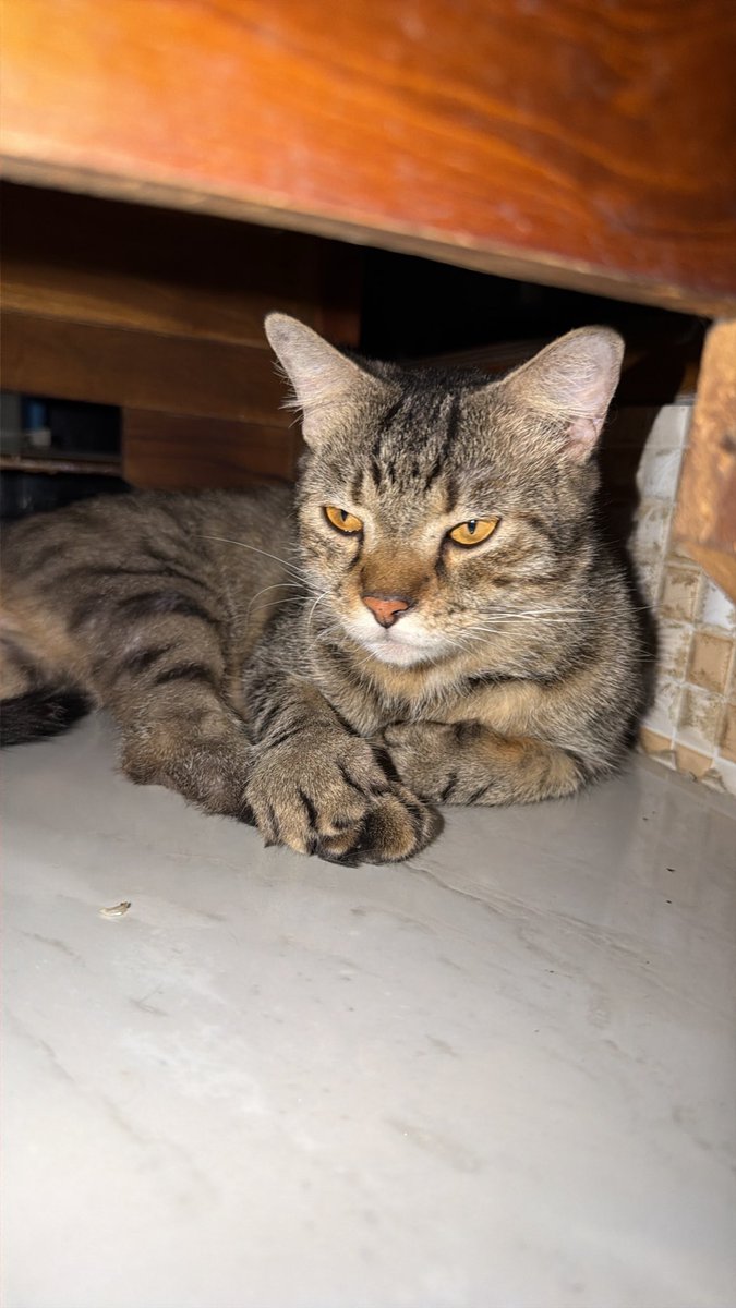 miffyyiey's tweet photo. teman teman adik kakak bapak ibuk tante om, ❗️OPEN ADOPTION ❗️ daerah surabaya dan sidoarjo, jika berminat bisa dm acu yaa, maaci cemua #adoption #surabaya #sidoarjo #kucing #lucu #imut #jantan #betina #adopsikucing #catlovers #catloversclub https://t.co/xRab36dh0E