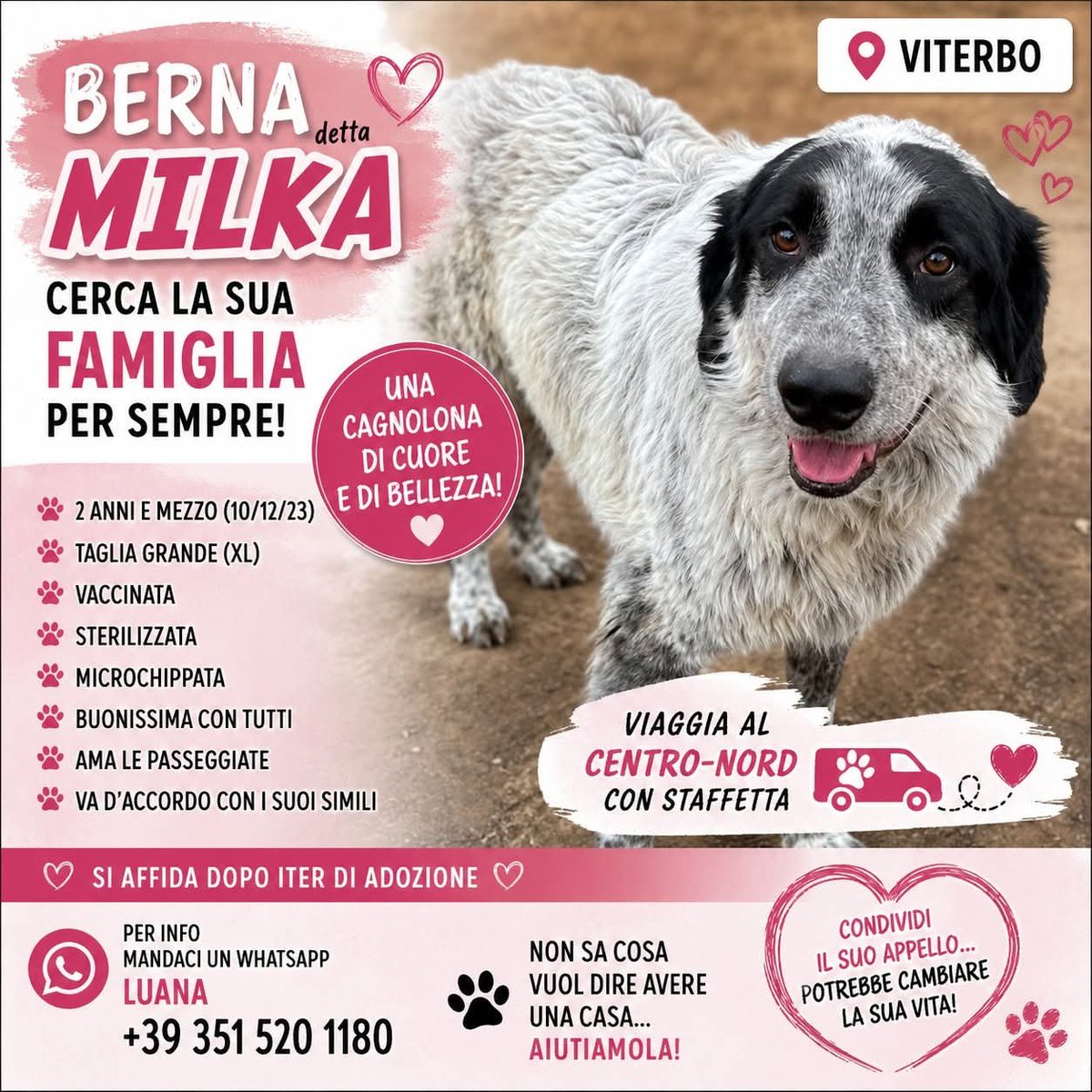 zampa_qua's tweet photo. URGENTISSIMO 🆘🆘🆘🆘🆘Luana☎️ 351 520 1180🐕
https://t.co/lDl0qTvQAT
Ci sono cani che ti conquistano con uno sguardo.Lei lo fa in un istante. Milka 2 anni un carattere dolce, equilibrata, sempre pronta a regalare un sorriso 
ADOTTATELA #4voiceless https://t.co/dhiBJeJv2C
