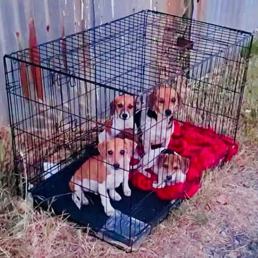 Animal Adoptions UK 🐕‍🦺🐈🐎❤️ tweet media