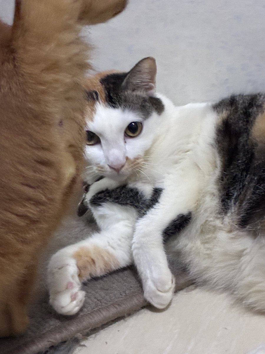 momomeowclub's tweet photo. Mau foto peppa, kena sensor si oi https://t.co/AWL6gBhSvK