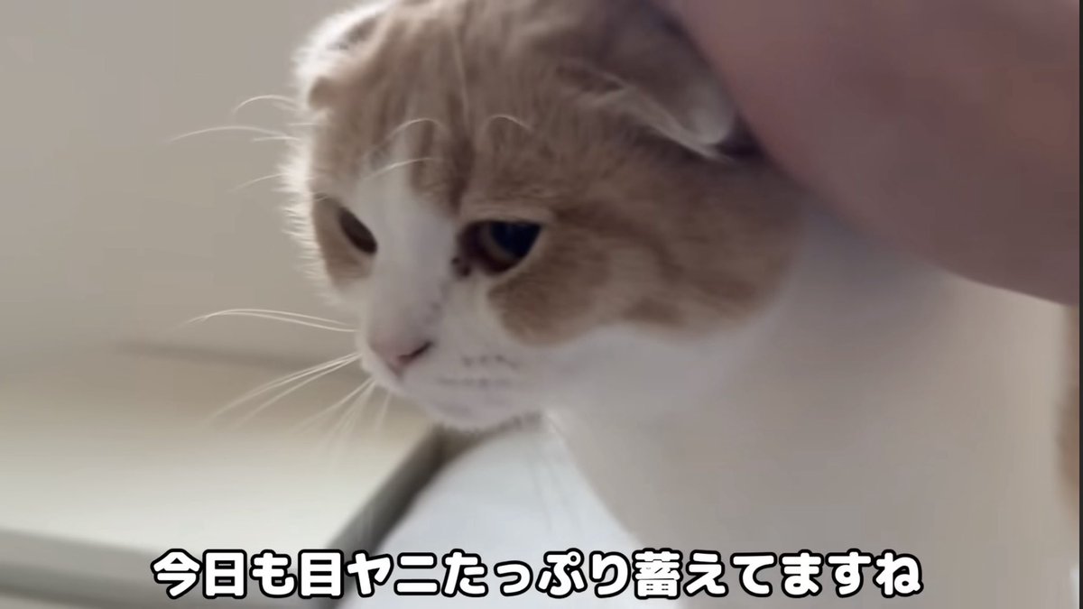 PkWi6's tweet photo. 目ヤニに気づいたならすぐ取ってあげたらいいのに… #もちまる日記 https://t.co/mkQZNMHgIs