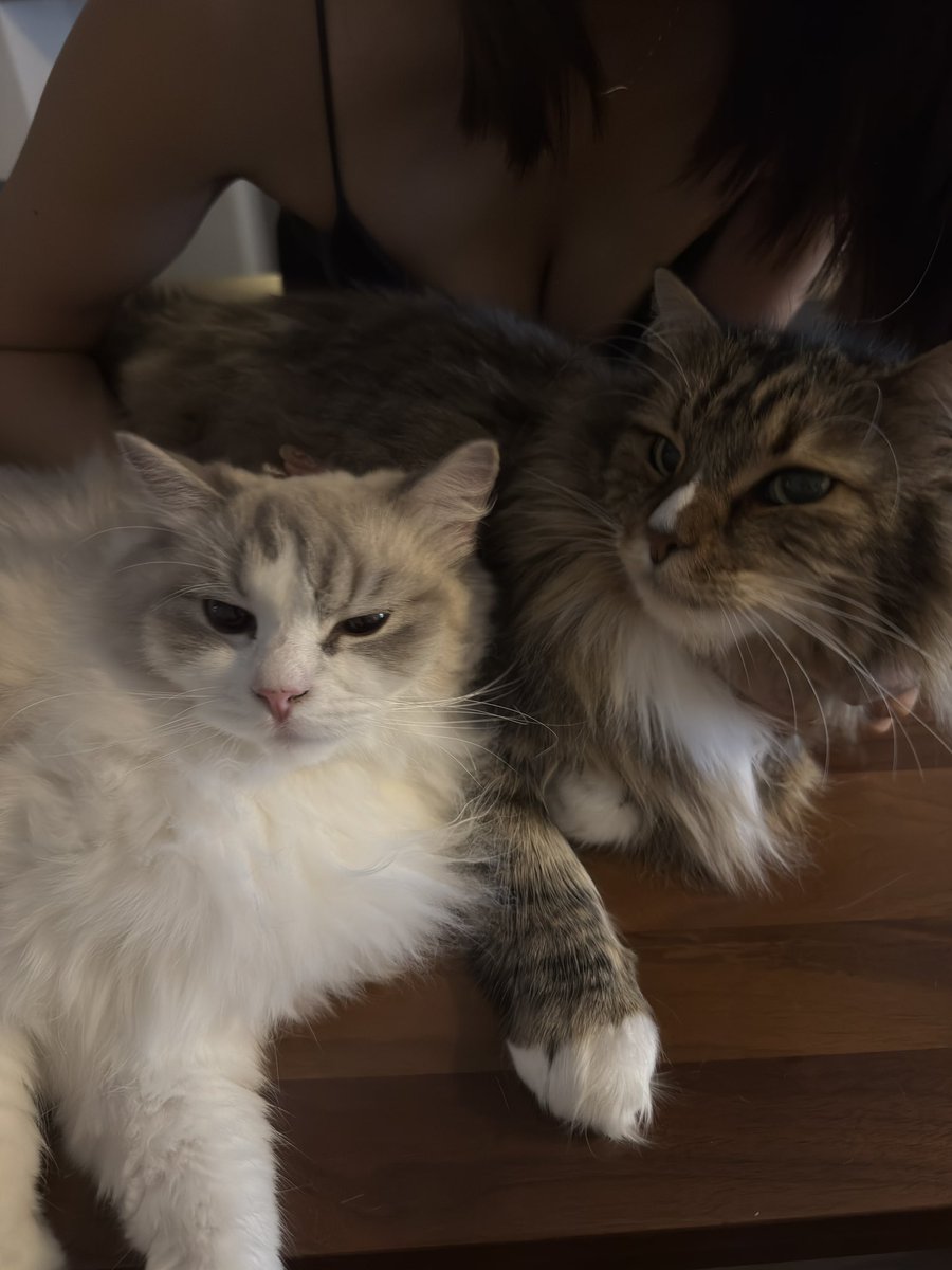 yomecats's tweet photo. https://t.co/CJdUyjNFba