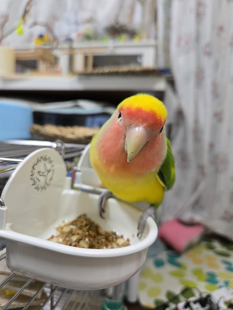 teetreepon's tweet photo. 刺さっている(･ิω･ิ)… https://t.co/yMIW0gX1AO