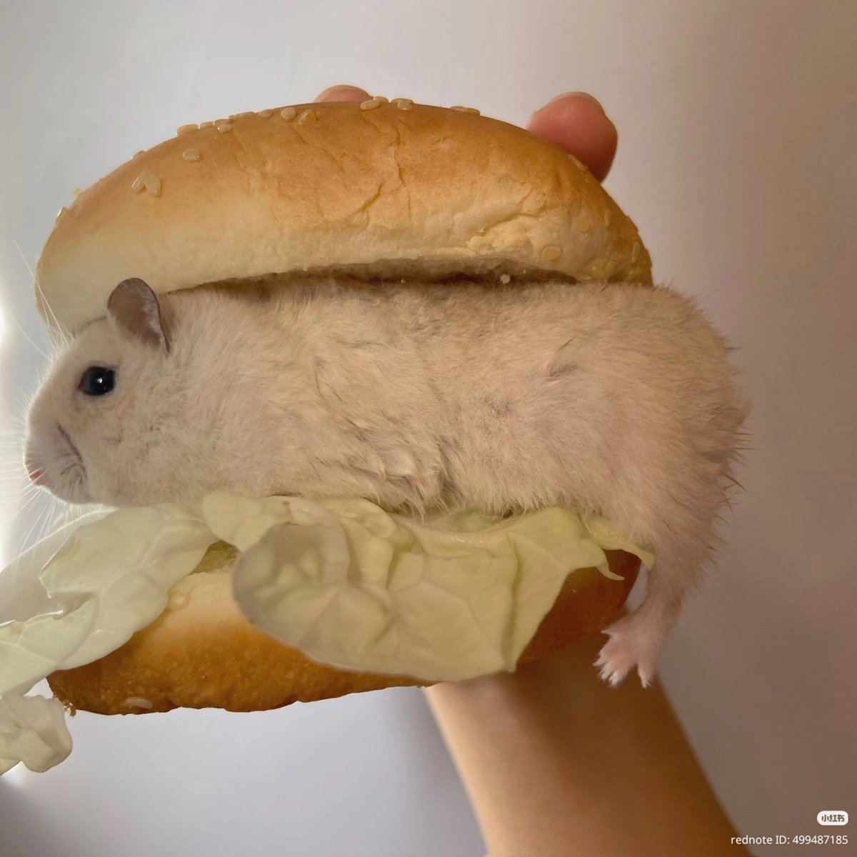 TweetsOfHamster's tweet photo. Bon appetit 😋🍔 https://t.co/aKJo7BF2dp