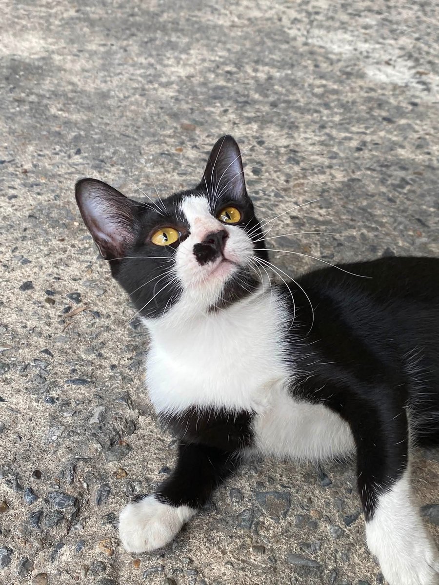 catperson020723's tweet photo. น้องชาวี อยากมีบ้าน🏡

#หาบ้านให้แมวจร 
เพศเมีย อายุ 5 เดือน หางกระต่าย

นิสัย : อยากรู้อยากเห็น ชอบสำรวจ อยู่กับเพื่อนแมวได้ทุกวัย

พิกัด : กทม. สมุทรปราการ ปทุมธานี นนทบุรีชลบุรี ระยอง ส่งถึงบ้านใหม่เท่านั้นไม่มีให้มารับหรือนัดรับ

*รับเลี้ยงฟ_รี แต่มีคัดบ้านนะคะ*
#ทาสแมว https://t.co/Xwz6sbLJNx