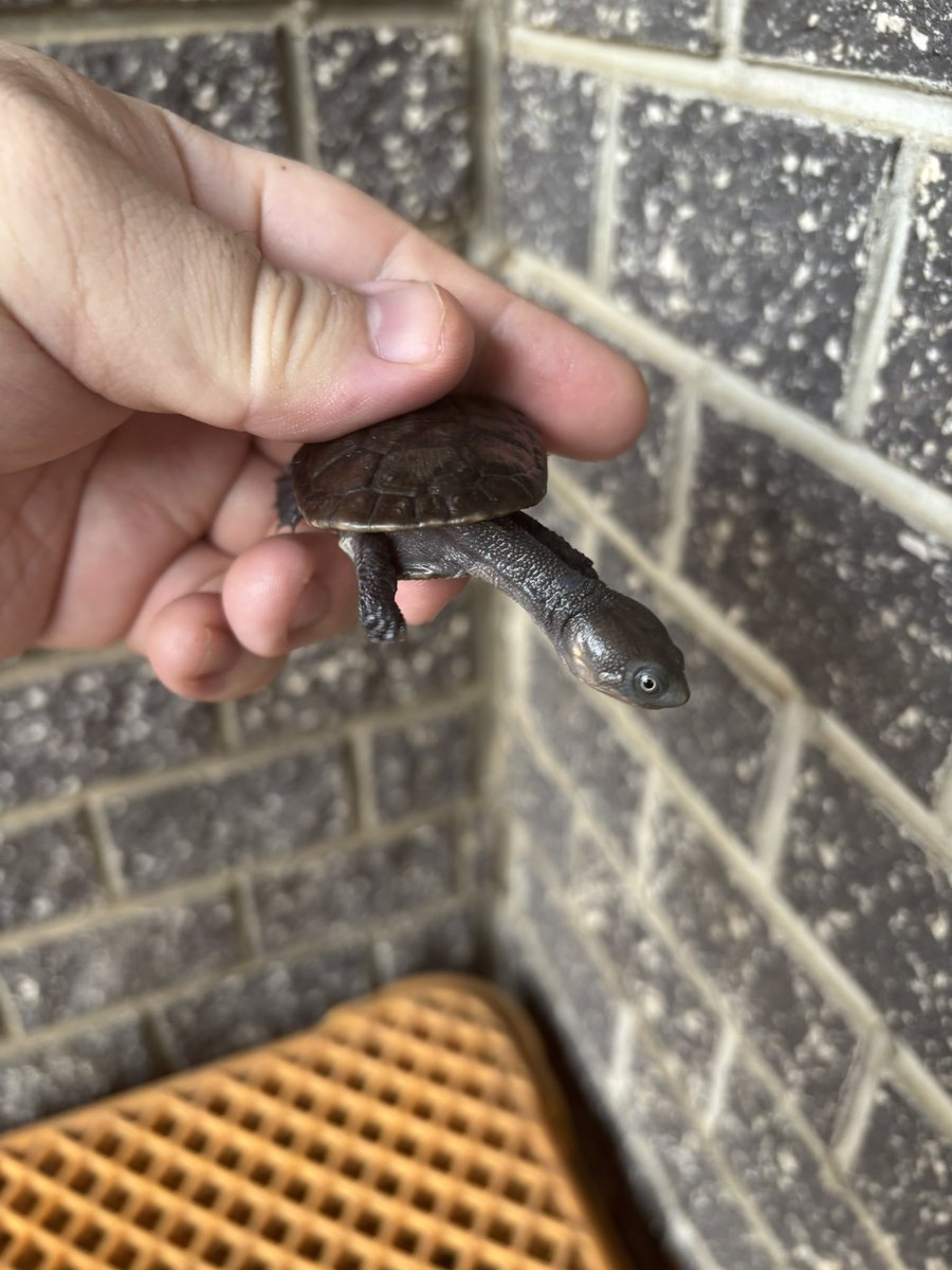 reptilefeel's tweet photo. ライマンナガクビガメ
多甲

#ライマンナガクビガメ
#亀専門店
#亀販売 https://t.co/PsCYwCxceh