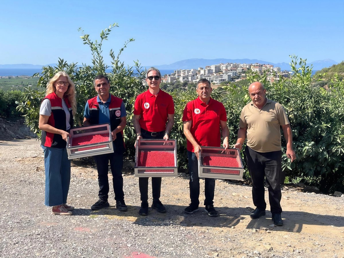 izmirtarim's tweet photo. 🐝Akdeniz Meyve Sineği ile biyoteknik mücadele çalışması kapsamında,

📍Menderes ilçemizde,

 🔖 Bornova Zirai Mücadele Araştırma Enstitüsü Müdürlüğü tarafından üretilen 750.000 adet steril Akdeniz meyve sineklerinin doğaya salımını gerçekleştirdik.

🐛🌿Kimyasal mücadeleyi azaltmayı ve çevre dostu yöntemlerle zararlı popülasyonunu baskılamayı hedefleyen bu uygulama ile sürdürülebilir tarımsal üretime katkı sağlamaya devam ediyoruz.

@ibrahimyumakli
@TCTarim
@GidaveKontrolGM
@ErsinDILBER_
@tagemgovtr
@drsuleymanelban
@izmirvaliligi
@KahramanAKDGN53