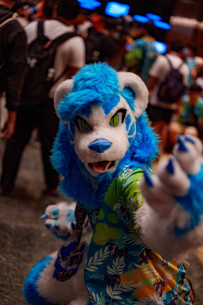 tatsu_no_otsg's tweet photo. 🦁<かかってこい！！

📷 @asd4100101 
#UTFG2026 #FursuitFriday https://t.co/ZXdoF8YsmM