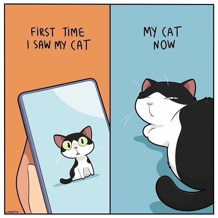 be_my_lunch's tweet photo. Day 2 trying to convince you to get a  meow 😌 https://t.co/qtZRfdDLpp