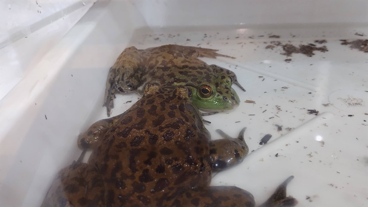 kelp_animarium's tweet photo. お馴染みの外来種達。皆異国の地で懸命に生きている。
決して自らの意思で日本に侵略してきたわけではないのだ。
📷2026.06.06
#ミシシッピーアカミミガメ #ウシガエル #オオクチバス #アメリカザリガニ #川口市立科学館 https://t.co/cpnW0crrZT