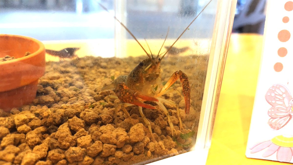 kelp_animarium's tweet photo. お馴染みの外来種達。皆異国の地で懸命に生きている。
決して自らの意思で日本に侵略してきたわけではないのだ。
📷2026.06.06
#ミシシッピーアカミミガメ #ウシガエル #オオクチバス #アメリカザリガニ #川口市立科学館 https://t.co/cpnW0crrZT