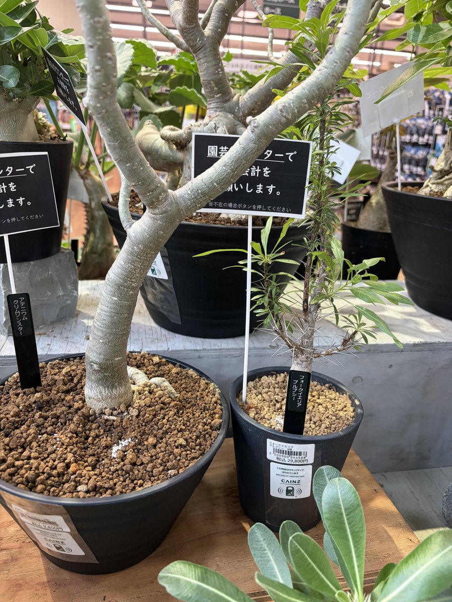 peka_plants's tweet photo. https://t.co/IfcN5cIFpM