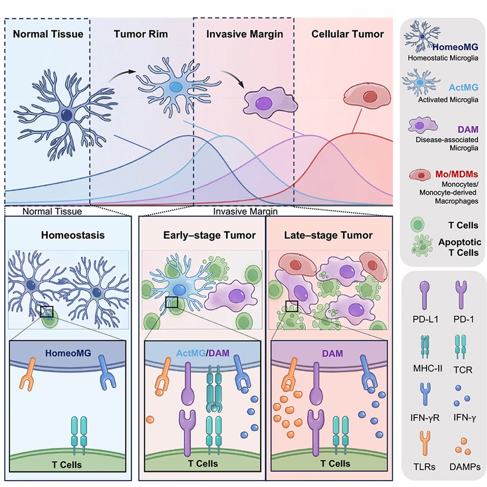 LukensJohnR's tweet photo. Disease-associated microglia adopt stage-specific phenotypes that regulate T cell fate and immunity in glioma @ImmunityCP  https://t.co/2BCABI4CiH https://t.co/VY4M4iw3hX