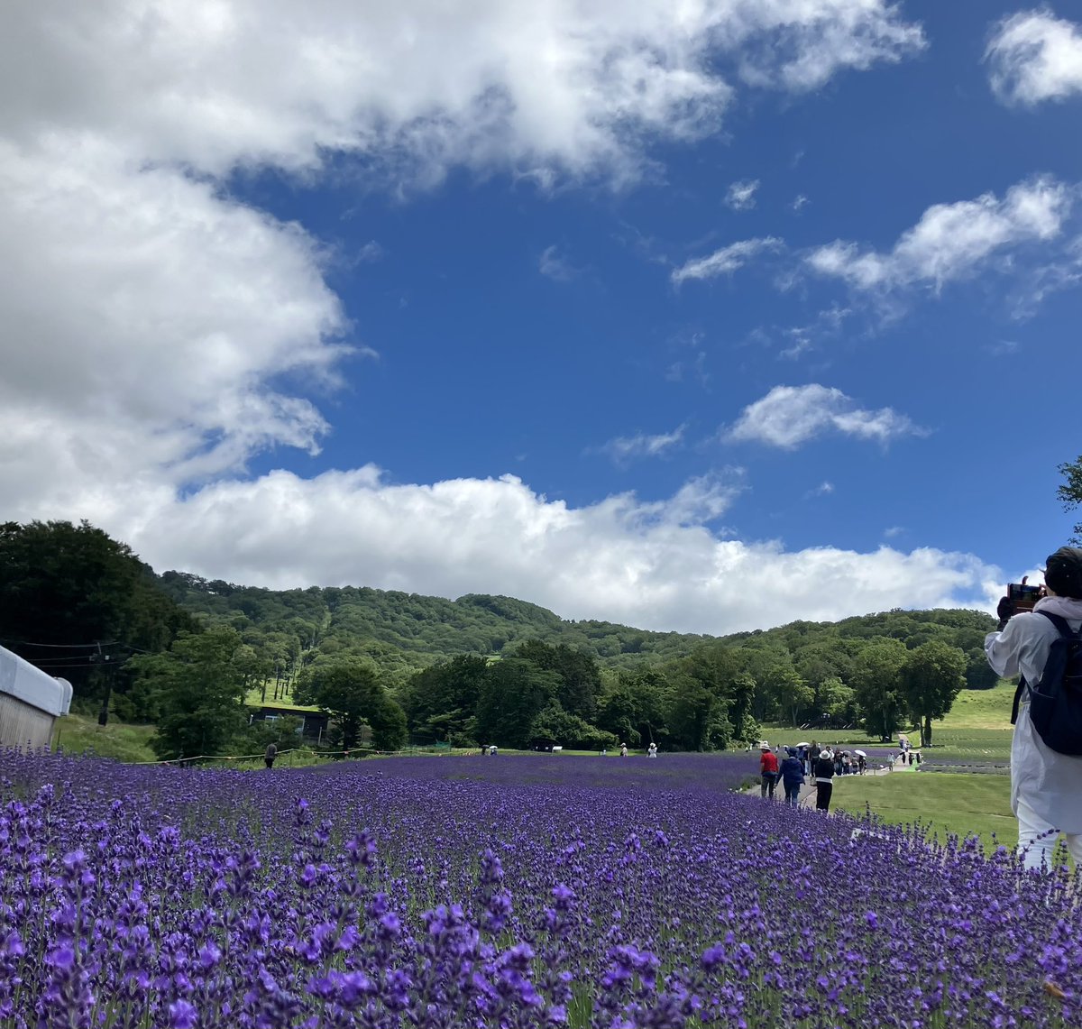 planmoto's tweet photo. 群馬たんざわラヴェンダーパークで精油を得てきました。🐝蜂が喜ぶ姿も

#ラヴェンダー　#精油　#群馬���#たんざわラヴェンダーパーク　#タイ古式　#アロマトリートメント　#荻窪 https://t.co/91TmBwRssB
