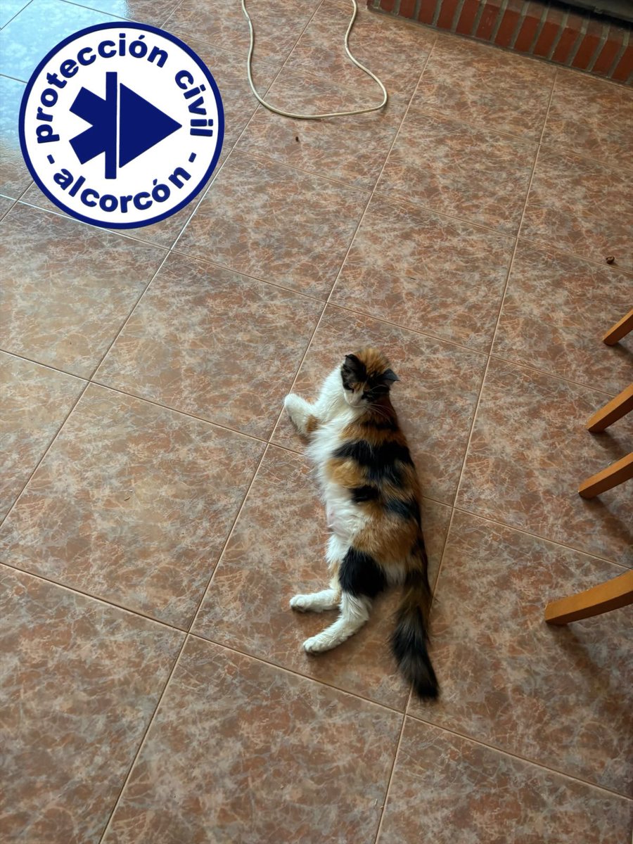 PCivil_Alcorcon's tweet photo. #IFSierraOeste
No dejamos a nadie atrás 😻😻.
Recogemos animales de compañía de viviendas desalojadas o dejamos agua y alimentos a los que pueden permanecer sin riesgo en sus domicilios en #VillaDelPrado. 

#ProtecciónCivil
#Alcorcón https://t.co/lhu2MFA5H5