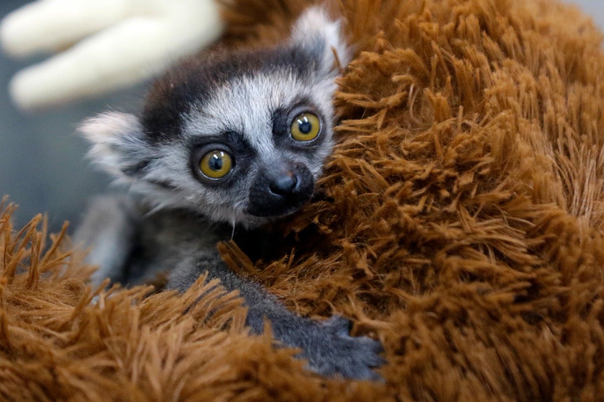 ELTIEMPO's tweet photo. 🥹Imágenes de una cría de lémur en el Zoológico de Cali que vive aferrada a un peluche para sustituir el calor de su mamá. 

🧸Con apenas 88 gramos de peso y aferrada a un pequeño peluche que sustituye el calor de su madre, una cría de lémur de cola anillada lucha por sobrevivir en el Zoológico de Cali, capital del departamento de Valle del Cauca en el suroeste de Colombia.

Un equipo de especialistas la cuida las 24 horas del día desde que detectó que, tras el nacimiento, su madre no mantenía el contacto permanente ni la alimentaba lo suficiente para garantizar su supervivencia.

Foto y video: @juanfotosadn