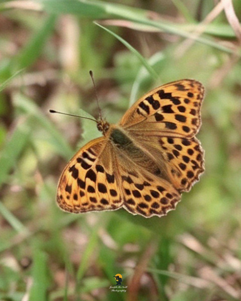 joemcneillphoto's tweet photo. Lovely to catch up again with my favourite Butterfly the Silver Washed Fritilary at Mourne Park Kilkeel. The lighter yellowish coloured one at the end. They are both males but the yellow one is slightly older hense the washed out colouring. 🦋🧡💛
#silverwashedfritillary https://t.co/WUJYj89gpi