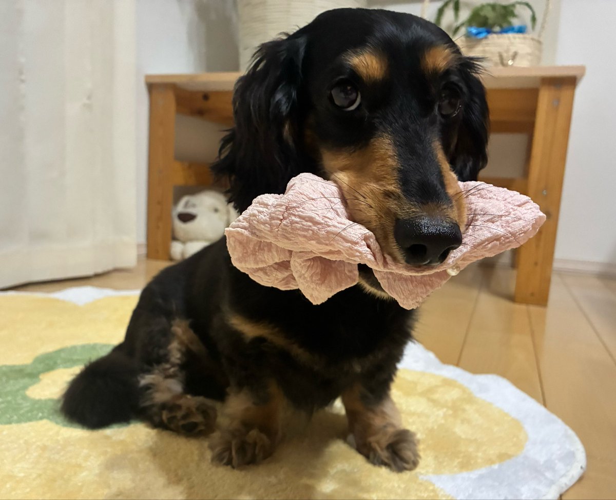 vegeyurari's tweet photo. #ミニチュアダックス
#犬のいる暮らし

あたらしいシュシュゲットちまちた🐶 https://t.co/SzB54jGQ9d