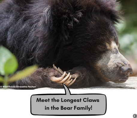 slothbear2026's tweet photo. 🐾 Meet the Longest Bear Claws

Among all living bear species, Sloth Bears possess the longest claws. Perfectly suited to their unique way of life, these impressive structures are one of the species' most distinctive features.

At first glance, they may look like formidable weapons—but appearances can be deceiving.
What are these extraordinary claws really designed for?

We'll explore the many roles they play in our next post. Stay tuned! 🐻

#ProjectSlothBear #WIIProjectSlothBear #SlothBear #BearEcology #AnimalAdaptations #WildlifeResearch #WildlifeFacts #BearBiology

@moefcc @CentralIfs @NationalCAMPA @wii_india @SACONCoimbatore @wii_eiacp @rameshpandeyifs @GobindsagarBha1 @RuchiBadola2 @CRamesh_WII @BivashPand34733 @Kramesh95 @amitwii @UpmaManral @ashishjangid22 @avinashyadv95 @utkarsh41995 @kaushikforwild @Hairypotter0777 @Sindhoora_2001 @Suraj_Chauhan31 @niranjanKv2770 @Kavyak0204 @MitaliJadh34762