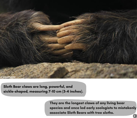 slothbear2026's tweet photo. 🐾 Meet the Longest Bear Claws

Among all living bear species, Sloth Bears possess the longest claws. Perfectly suited to their unique way of life, these impressive structures are one of the species' most distinctive features.

At first glance, they may look like formidable weapons—but appearances can be deceiving.
What are these extraordinary claws really designed for?

We'll explore the many roles they play in our next post. Stay tuned! 🐻

#ProjectSlothBear #WIIProjectSlothBear #SlothBear #BearEcology #AnimalAdaptations #WildlifeResearch #WildlifeFacts #BearBiology

@moefcc @CentralIfs @NationalCAMPA @wii_india @SACONCoimbatore @wii_eiacp @rameshpandeyifs @GobindsagarBha1 @RuchiBadola2 @CRamesh_WII @BivashPand34733 @Kramesh95 @amitwii @UpmaManral @ashishjangid22 @avinashyadv95 @utkarsh41995 @kaushikforwild @Hairypotter0777 @Sindhoora_2001 @Suraj_Chauhan31 @niranjanKv2770 @Kavyak0204 @MitaliJadh34762
