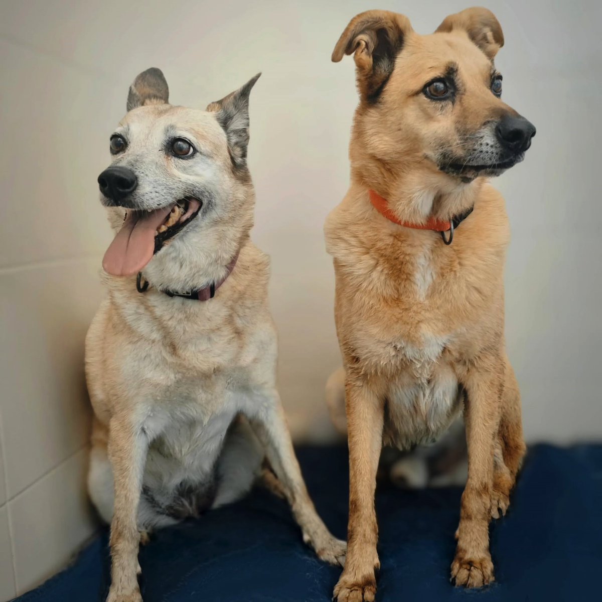 SosAbuelos1's tweet photo. #ASTURIAS
#LEONOR (izqu) y #FROILÁN (dch) vienen en el mismo lote

Por separado ya serían dos perros con los que cualquiera querría vivir. Juntos son la prueba de que no necesitan ni un solo ajuste

12 años sin fisuras no se improvisan

Contacto: info@protectoradeasturias.org https://t.co/KfW8REoZaA