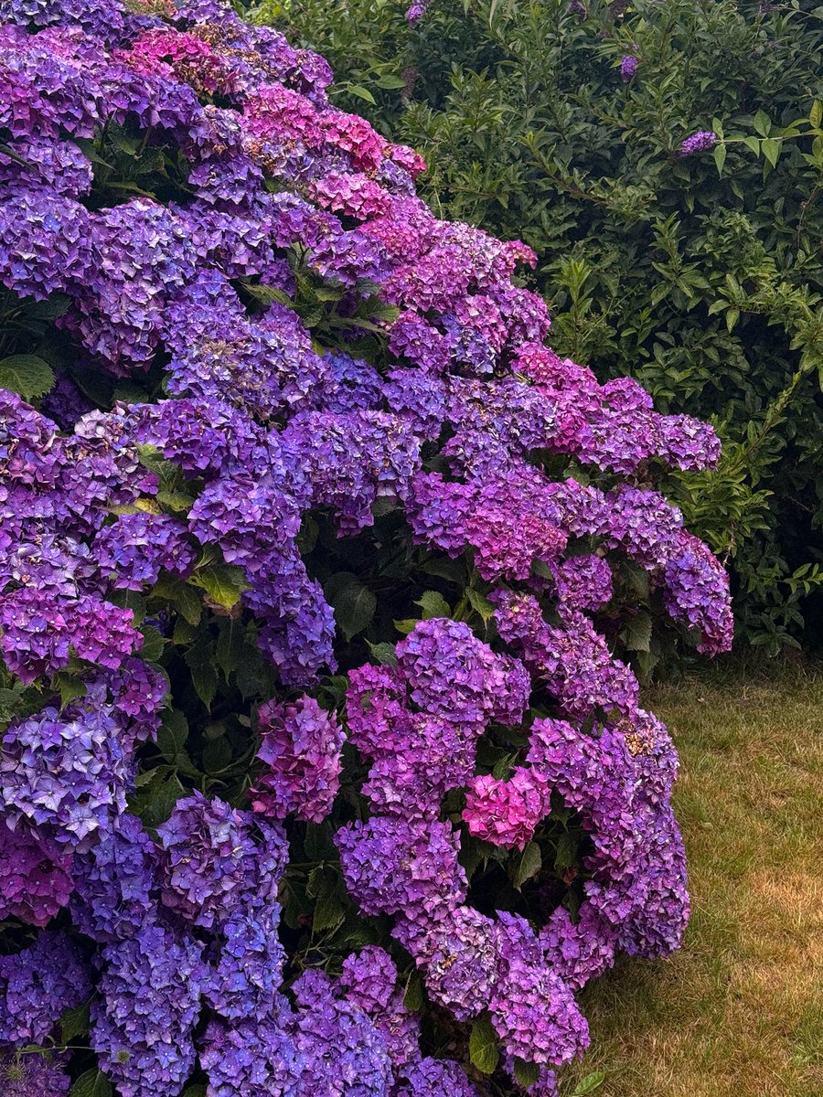 demi_fx's tweet photo. obsessed with my hydrangea, those colours😍 https://t.co/dhYhj8cf6J