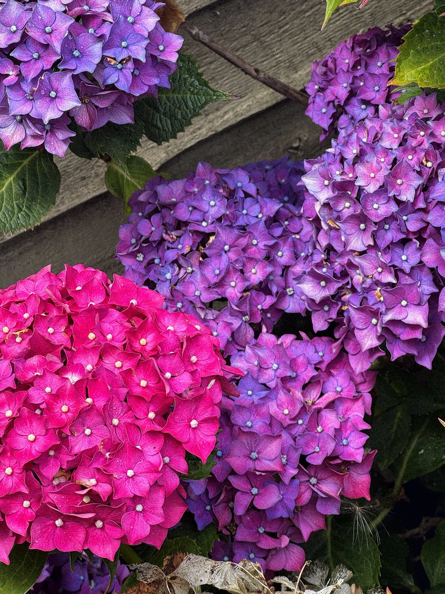 demi_fx's tweet photo. obsessed with my hydrangea, those colours😍 https://t.co/dhYhj8cf6J