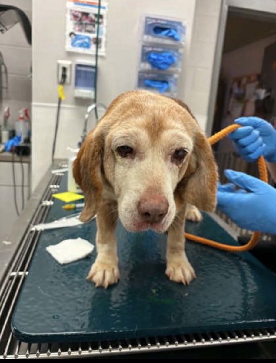 LolaPatolla's tweet photo. Lately, quite frankly, things are awful.
Overwhelming.
So many pups in need.
We are saving as many as we can.
This week we have 4 $5 Friday pups.
A dumped senior with a euthanasia deadline.
A puppy found in a trash can.
Two young pups with zero time left.
None of these dogs had pledges or support.
We still said yes.
https://t.co/NbijsRgzma