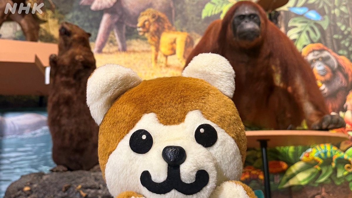 nhk_shutoken's tweet photo. クジラって、昔は小さかったんだって！🐳
ナマケモノって、６メートルもあったんだって！🦥
#しゅと犬くん がびっくりしたのは
国立科学博物館の特別展🐕✨
展覧会ナビゲーター
#相葉雅紀 さんの
推し展示は◯◯◯◯◯！💚
お出かけの様子は7/31まで👇
https://t.co/TMIlBmyORH
#首都圏ネットワーク https://t.co/1Z1QL6Fy9g