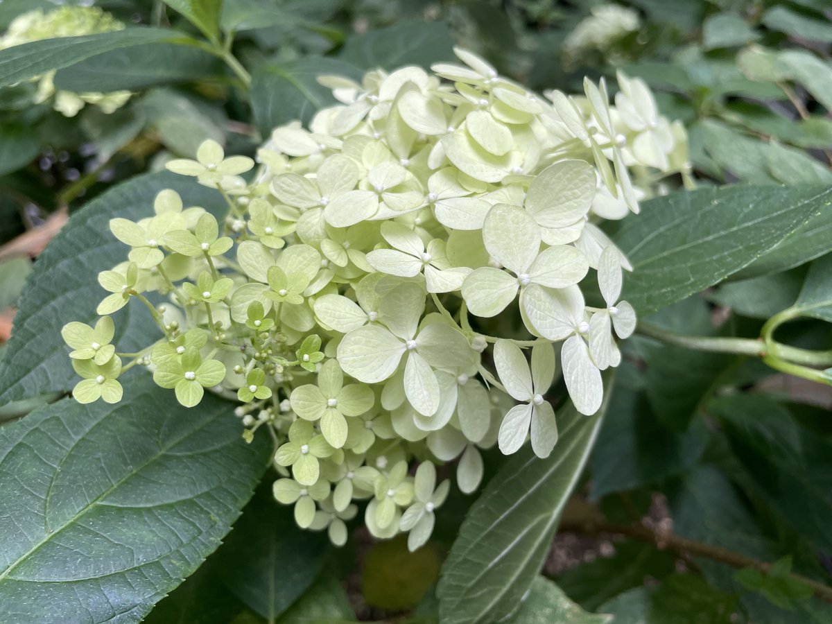 mokosuke07's tweet photo. 庭の紫陽花が咲いた https://t.co/iaCq0SUTdN