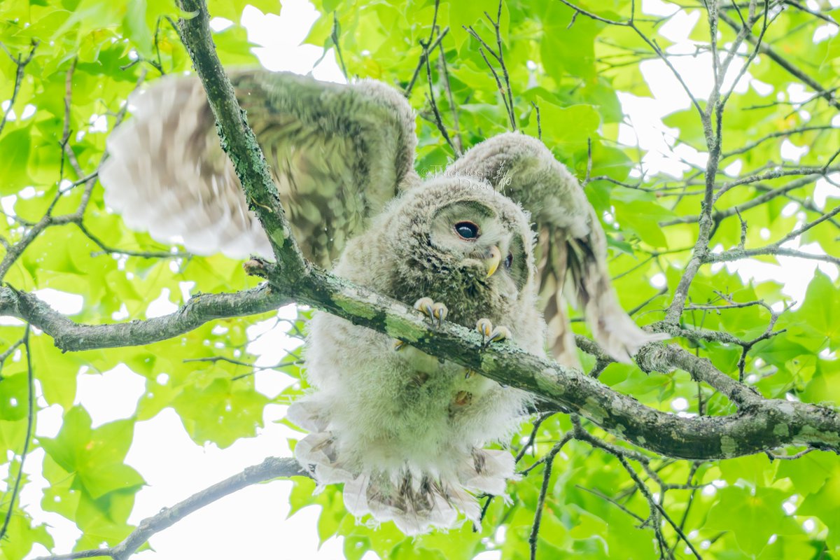 animalphoto7's tweet photo. エゾフクロウの雛
羽根を広げて「エンジェル」
#動物写真家 #道瀬忠利 #tadatoshidose #野生動物
#wildlifephotographer #アニマルファースト
#animalfirs #Sonyimaingprosupport
#Hokkaido #UralOwl #Owl
#エゾフクロウ #フクロウ #北海道 #北海道野生動物
#かわいい動物 https://t.co/ThPaQ7aiWI