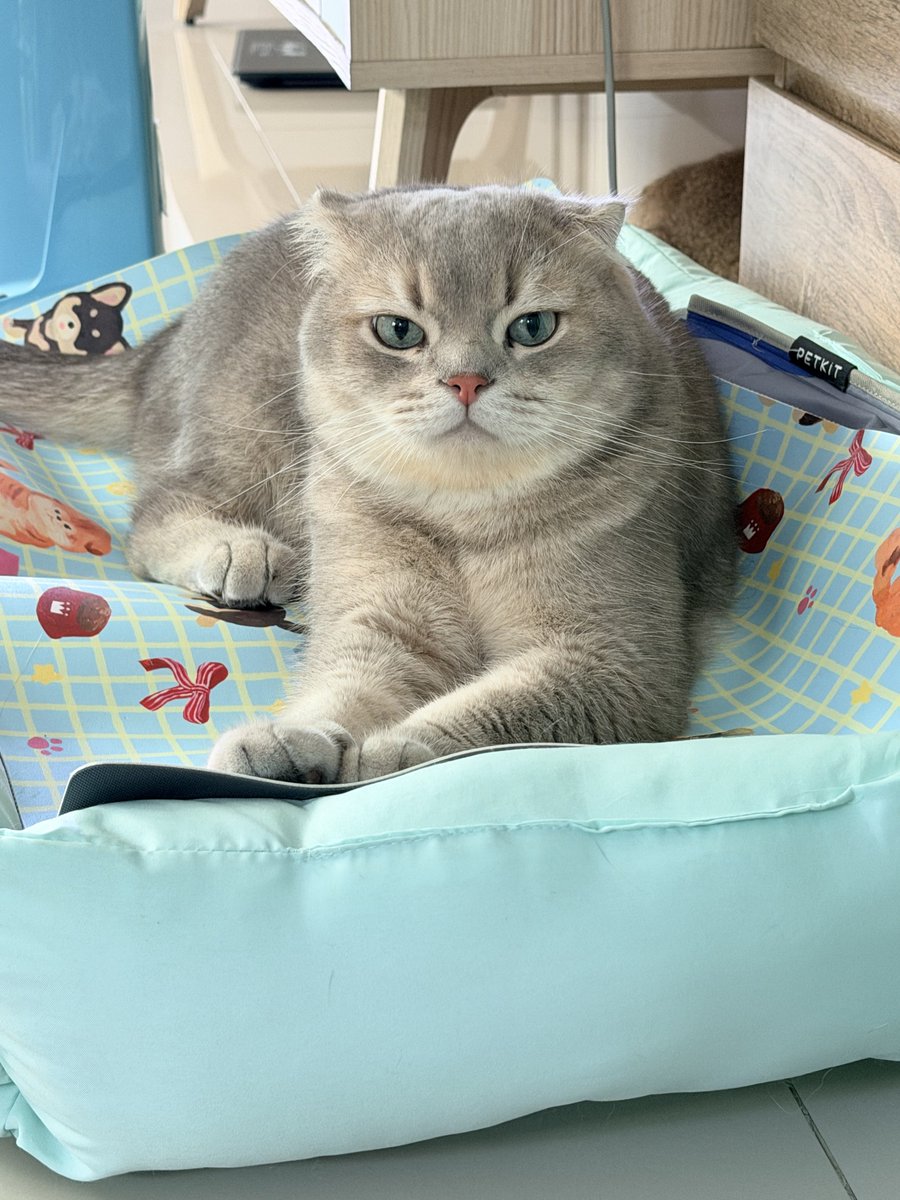 pibimcats's tweet photo. ส่วนแมวนี้ชื่อ แอนฟิลด์ น้องชายพิบิม พี่ชายการ์ดี้ เป็นแมวที่จับ ลูบได้ แต่ห้ามอุ้ม ห้ามฟัด ไม่งั้นจะแจกยันต์ให้ทันที https://t.co/Ei4E80tLAi