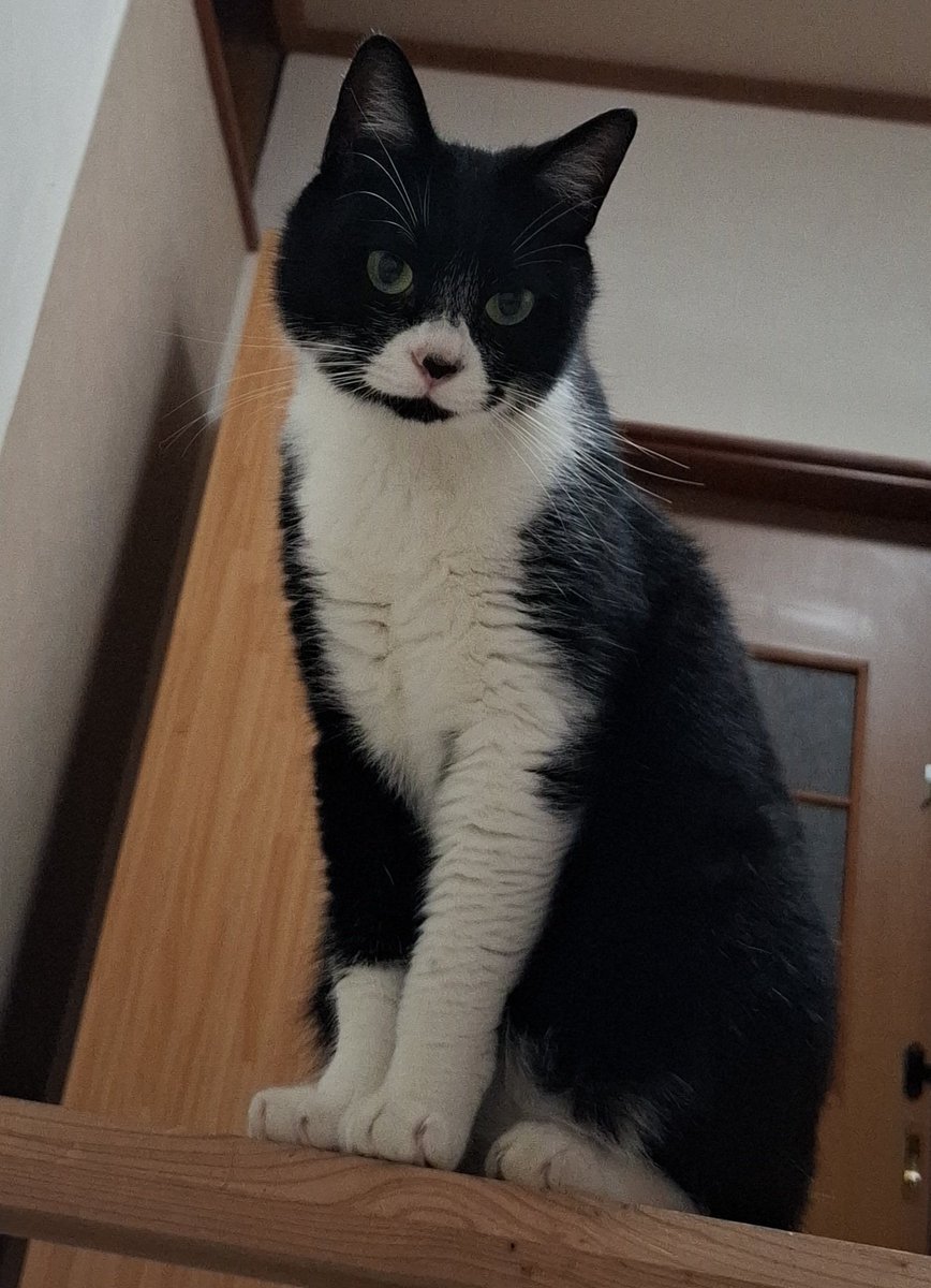 zari405405's tweet photo. こんばんは😸 https://t.co/umuNUISlT5