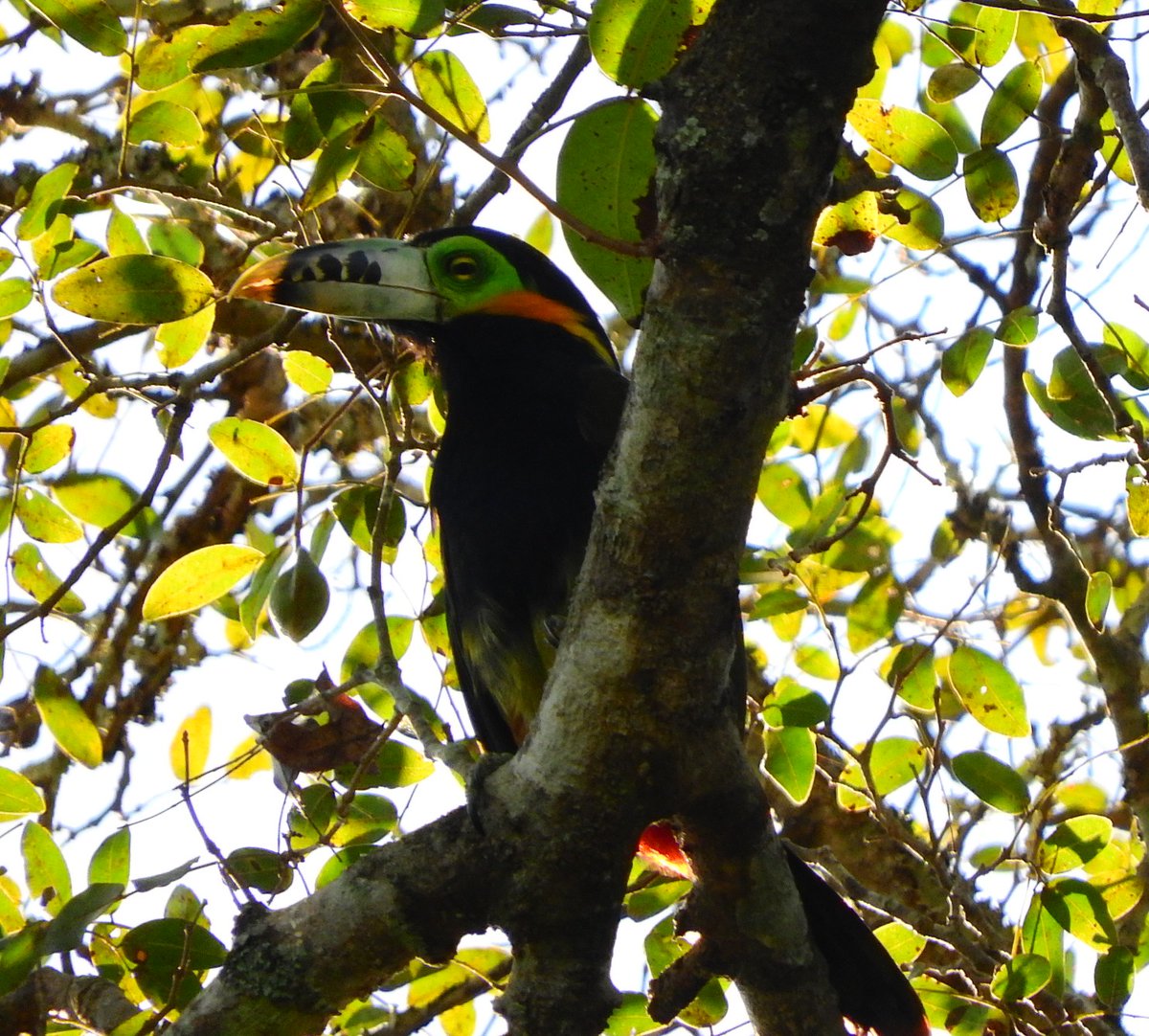 Drunken_Forest's tweet photo. Cuando se dice "tucán" casi todo el mundo piensa en el famoso tucán grande, negro con pico amarillo (Ramphastos toco) pero los tucanes son un grupo muy diverso, como esta pareja de arasarí chico (Selenidera maculirostris) en Mbaracayú, Canindeyú. https://t.co/PVwg8VEJ8z