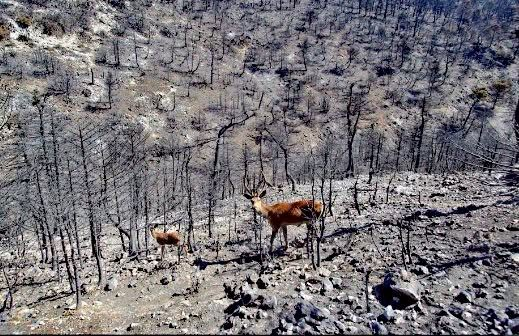 Nina_auteur's tweet photo. Les Préfets des départements gravement touchés par les incendies de forêts devraient prendre des arrêtés pour interdire l'ouverture de la chasse en septembre dans de larges périmètres autour des zones brûlées.
Les vrais chasseurs comprendront ! https://t.co/BTH5eklkj5