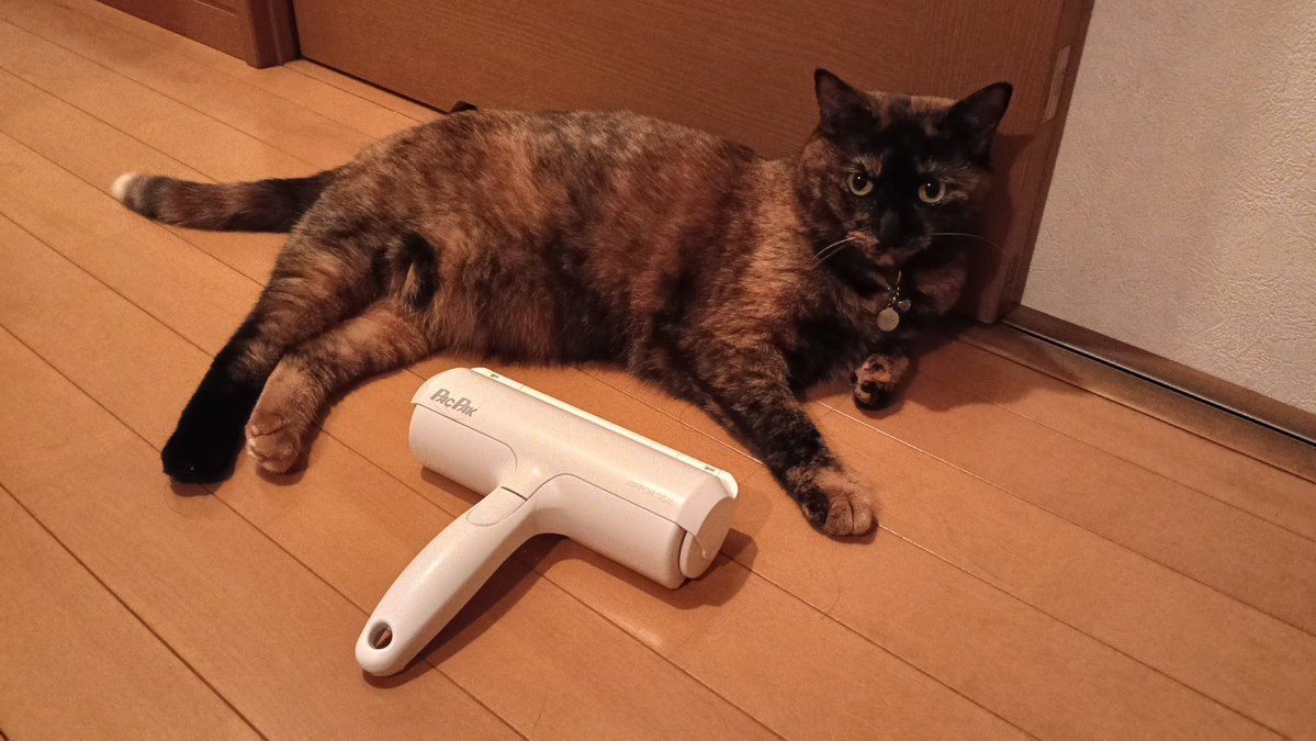 eblaxxx's tweet photo. #伊集院光のタネ 【スグレモノみつけました】で紹介されていたぱくぱくローラーを購入！

カーペットやラグマットの猫ちゃんの毛を簡単に集めてポイっと捨てられます！
電池も不要、コロコロカーペットみたいにスペアも不要。
良いものをありがとう☺️

#猫のいる日常 https://t.co/9KVkq1jKk9