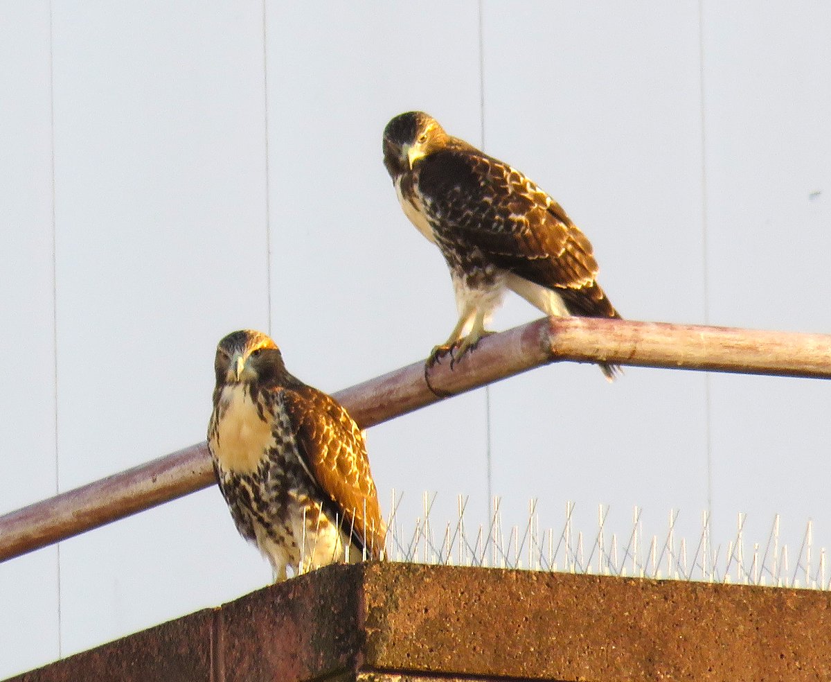 CornellHawks's tweet photo. 17:30, 7/23   The P's spotted playing on the Biotech Building, which is behind Weill &amp; Corson Mudd.

Great fun to watch as the P's were learning to work the rails &amp; avoid the spike deterrents on front of Biotech! 

Many thanks to Suzanne &amp; woodg for the fantastic evening photos! https://t.co/7mrPegzTjo