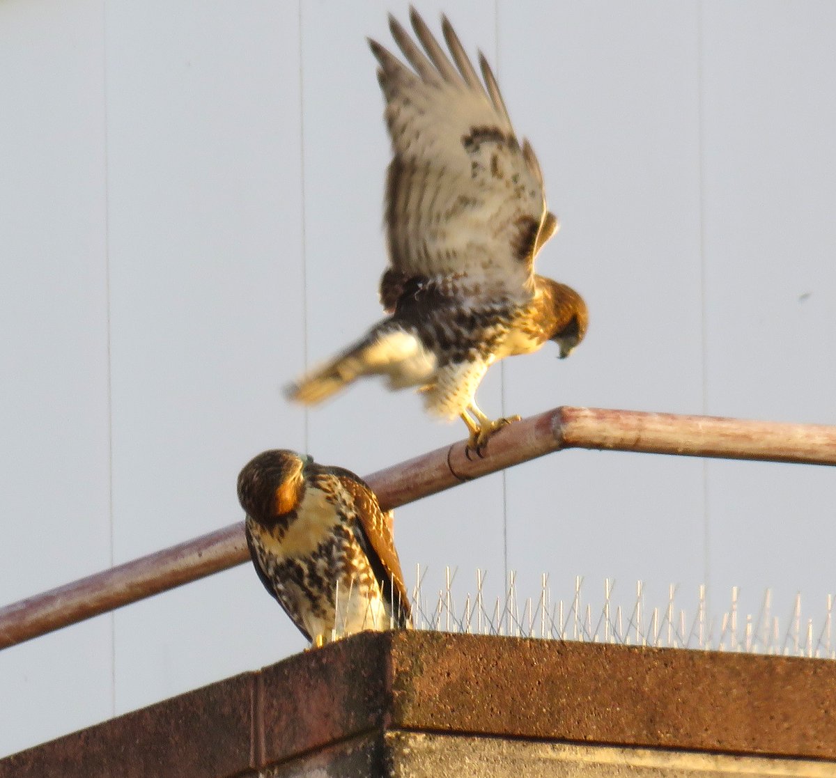 CornellHawks's tweet photo. 17:30, 7/23   The P's spotted playing on the Biotech Building, which is behind Weill &amp; Corson Mudd.

Great fun to watch as the P's were learning to work the rails &amp; avoid the spike deterrents on front of Biotech! 

Many thanks to Suzanne &amp; woodg for the fantastic evening photos! https://t.co/7mrPegzTjo