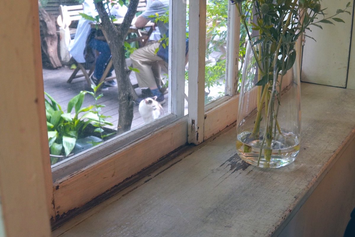Subtle_Solitude's tweet photo. ねこ https://t.co/seP64XVFre