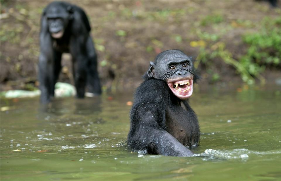 MENAFN's tweet photo. Differences In Human And Great Ape Laughter Reveal Clues To The Origin Of Speech #Differences #Human #Great #Laughter #Reveal #Clues #Origin #Speech #USA #Russia #Biden #Ukraine #War #Palestine #Gaza #Israel # https://t.co/hYwugO0LRM https://t.co/0NSaeprvxg